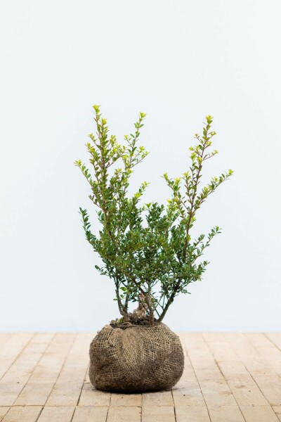 Houx Crénelé / Ilex Crenata Green Hedge 40-60 cm