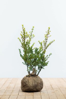 Houx Crénelé / Ilex Crenata Green Hedge 40-60 cm