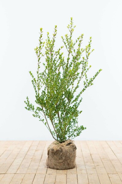 Houx Crénelé / Ilex Crenata Green Hedge 60-80 cm