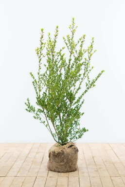 Houx Crénelé / Ilex Crenata Green Hedge 60-80 cm