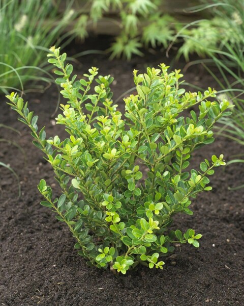 Houx Crénelé / Ilex Crenata Green Hedge 60-80 cm