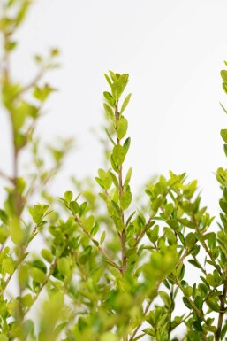 Houx Crénelé / Ilex Crenata Green Hedge 60-80 cm