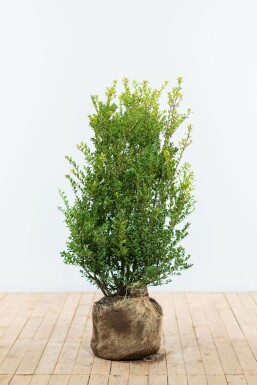 Houx Crénelé / Ilex Crenata Green Hedge 80-100 cm