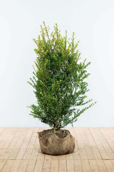 Houx Crénelé / Ilex Crenata Green Hedge 100-125 cm