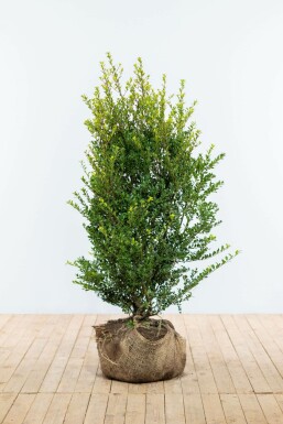Houx Crénelé / Ilex Crenata Green Hedge 100-125 cm