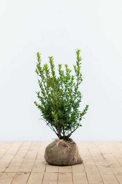 Houx Crénelé / Ilex Maximowicziana Kanehirae 30-40 cm