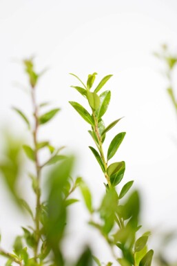 Houx Crénelé / Ilex Maximowicziana Kanehirae 30-40 cm