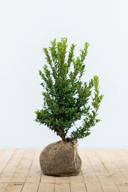 Houx Crénelé / Ilex Maximowicziana Kanehirae