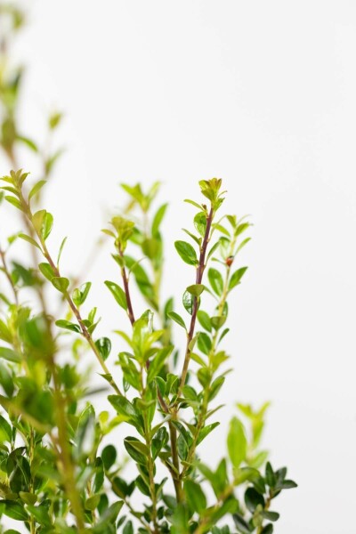 Houx Crénelé / Ilex Maximowicziana Kanehirae 40-60 cm