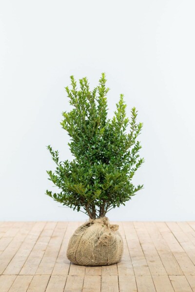 Houx Crénelé / Ilex Maximowicziana Kanehirae 60-80 cm