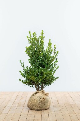 Houx Crénelé / Ilex Maximowicziana Kanehirae 60-80 cm