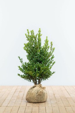 Houx Crénelé / Ilex Maximowicziana Kanehirae