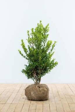 Chêne Ilex maximowicziana 'Kanehirae' Haie 80-100 Motte Houx Crénelé / Ilex Maximowicziana Kanehirae 80-100 cm