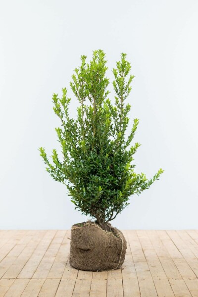 Houx Crénelé / Ilex Maximowicziana Kanehirae 100-125 cm