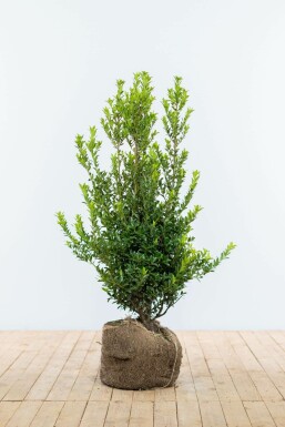 Houx Crénelé / Ilex Maximowicziana Kanehirae 100-125 cm