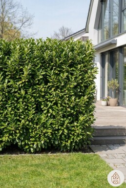 Kirschlorbeer / Prunus Laurocerasus Novita