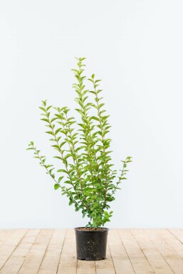 Troène de Californie / Ligustrum Ovalifolium 40-60 cm