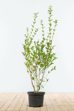 Troène de Californie / Ligustrum Ovalifolium 80-100 cm