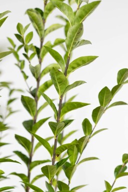 Troène à feuilles ovales Ligustrum ovalifolium Haie 100-125 Motte