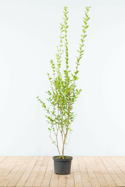 Troène de Californie / Ligustrum Ovalifolium 150-175 cm