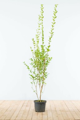 Troène de Californie / Ligustrum Ovalifolium 150-175 cm