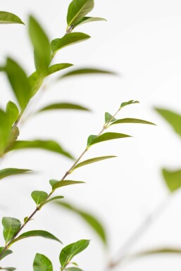 Troène de Californie / Ligustrum Ovalifolium 150-175 cm