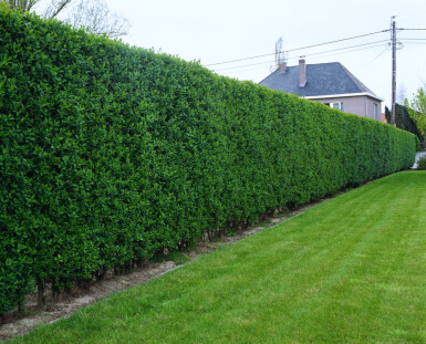 Troène de Californie / Ligustrum Ovalifolium 150-175 cm