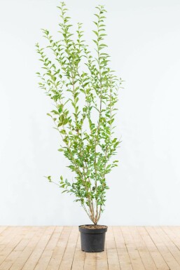 Troène de Californie / Ligustrum Ovalifolium 175-200 cm