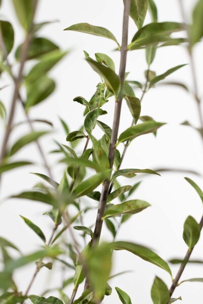 Troène commun Ligustrum vulgare Haie 80-100 Motte Troène Commun / Ligustrum Vulgare 80-100 cm