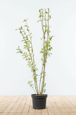 Troène commun Ligustrum vulgare Haie 100-125 Motte Troène Commun / Ligustrum Vulgare 100-125 cm