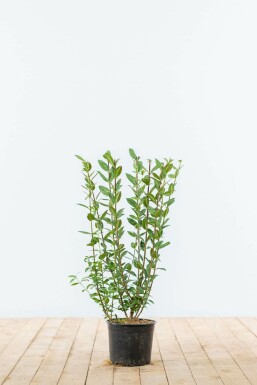 Troène / Ligustrum Vulgare Atrovirens 40-60 cm
