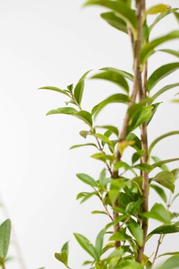 Troène / Ligustrum Vulgare Atrovirens 125-150 cm