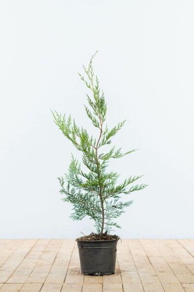Cypres De Leyland Cupressocyparis Leylandii 60-80 cm