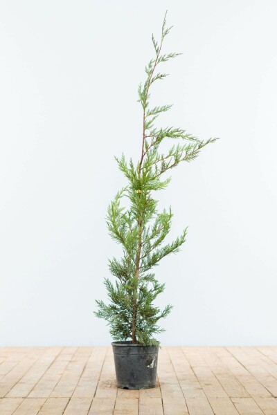 Cypres De Leyland Cupressocyparis Leylandii 80-100 cm