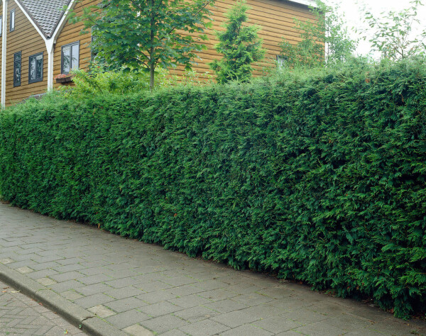 Cypres De Leyland Cupressocyparis Leylandii 80-100 cm