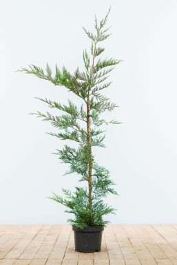 Cypres De Leyland Cupressocyparis Leylandii 100-125 cm
