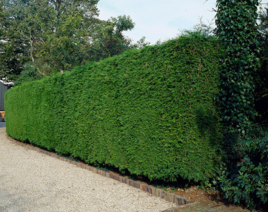 Cypres De Leyland Cupressocyparis Leylandii 100-125 cm