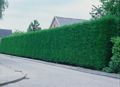 Cypres De Leyland Cupressocyparis Leylandii 100-125 cm