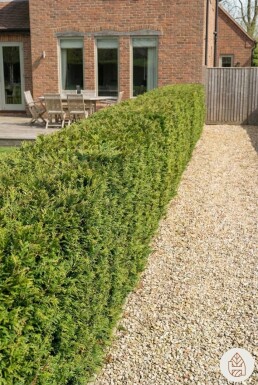 Thuya Plicata Atrovirens 80-100 cm