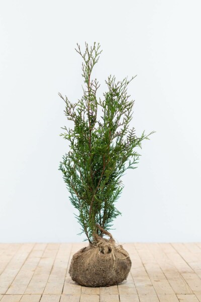 Thuya Plicata Atrovirens 60-80 cm