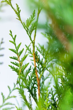 Thuya Plicata Atrovirens 60-80 cm