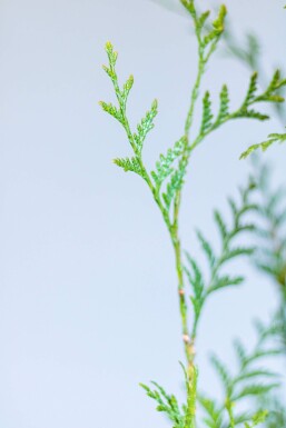 Thuya Plicata Atrovirens 60-80 cm