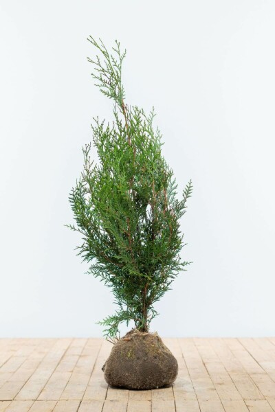 Thuya Plicata Atrovirens 80-100 cm
