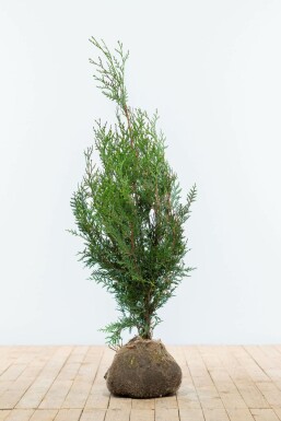 Thuya Plicata Atrovirens 80-100 cm