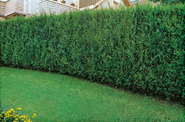 Thuya Plicata Atrovirens 80-100 cm