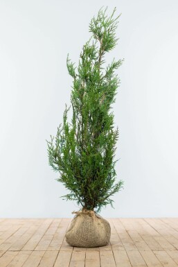 Thuya Plicata Atrovirens 100-125 cm