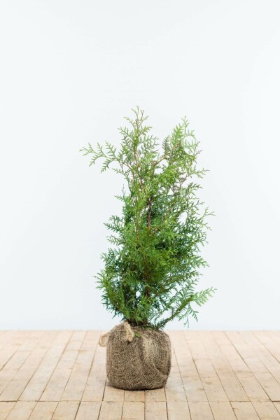 Thuya Occidentalis Brabant 60-80 cm