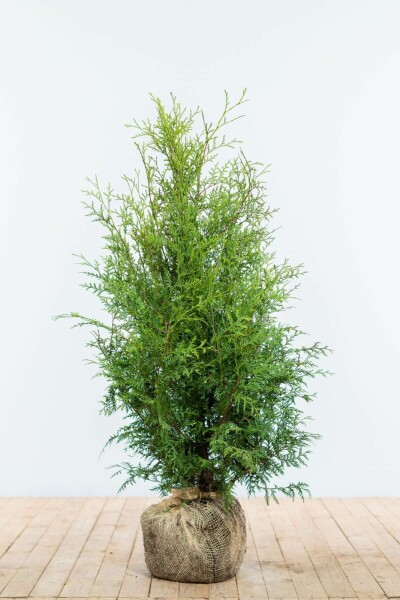 Thuya Occidentalis Brabant 80-100 cm