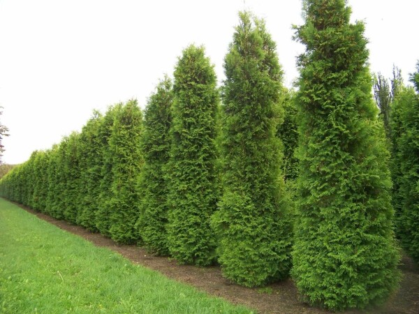 Thuya d'Occident Thuja occidentalis 'Brabant' Haie 100-120 Motte Thuya Occidentalis Brabant 100-120 cm