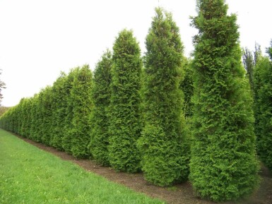 Thuya Occidentalis Brabant 100-120 cm